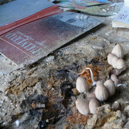 Бывшей школьной библиотекой пользуются только грибы